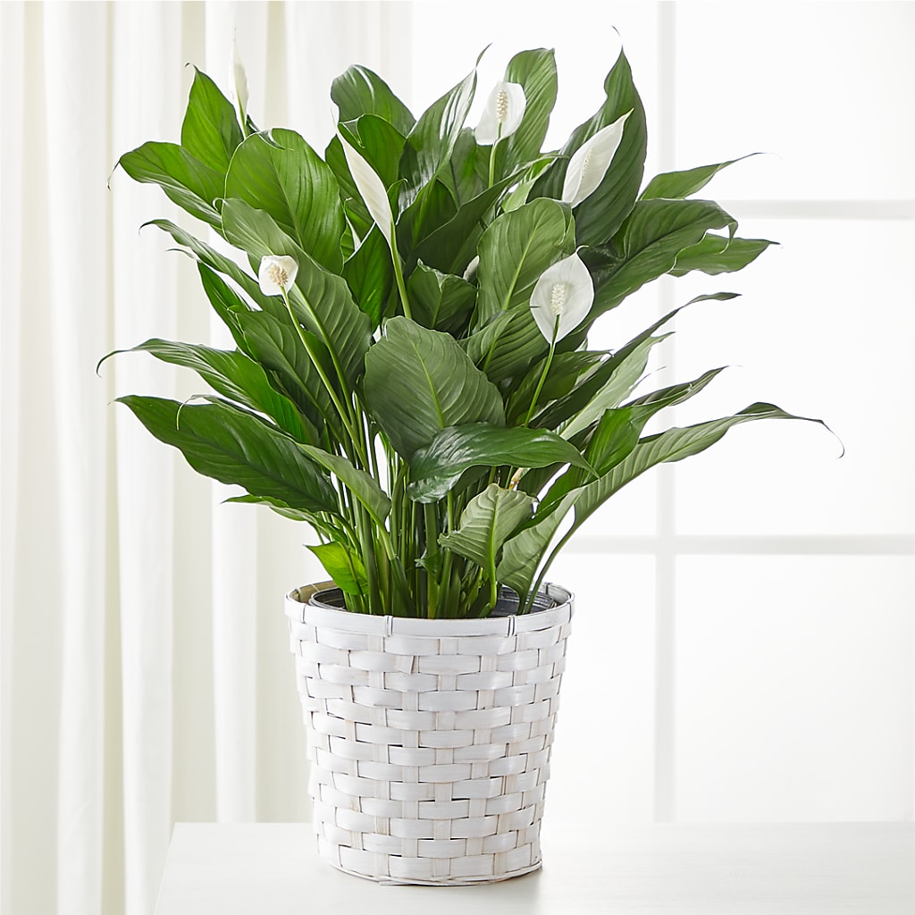 A New Leaf Peace Lily – CHARLIE'S FLOWERS & GOURMET BASKETS, Rahway NJ