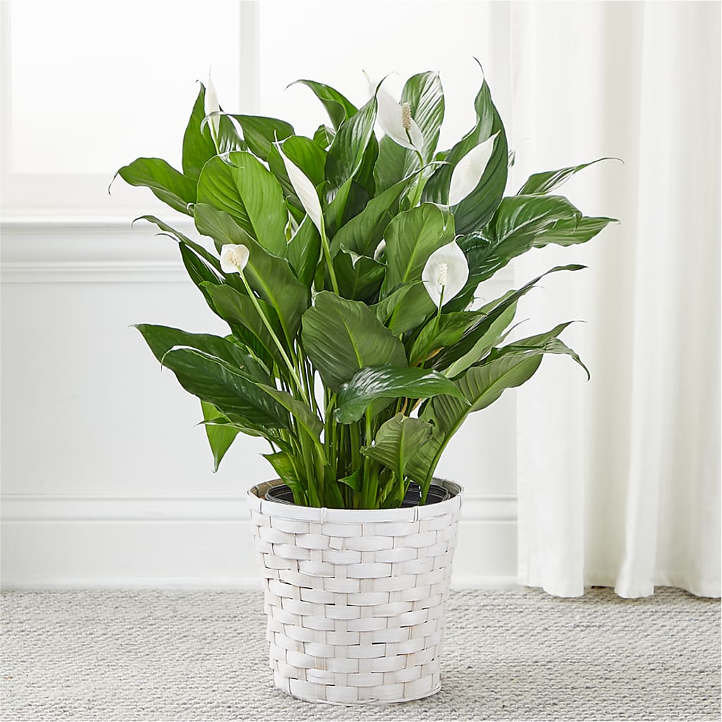 A New Leaf Peace Lily – CHARLIE'S FLOWERS & GOURMET BASKETS, Rahway NJ