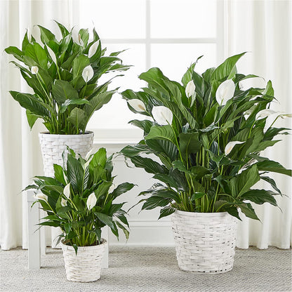 A New Leaf Peace Lily – CHARLIE'S FLOWERS & GOURMET BASKETS, Rahway NJ